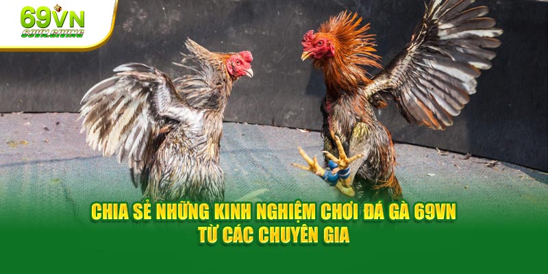 Chia sẻ những kinh nghiệm chơi đá gà 69VN từ các chuyên gia